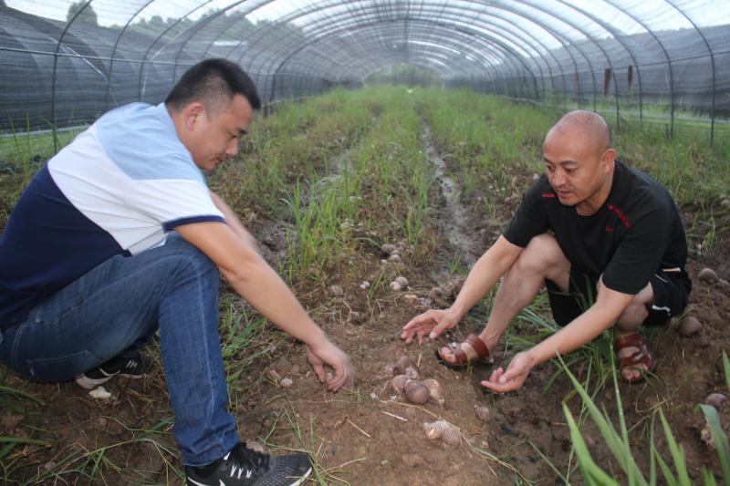 龙门山竹荪基地